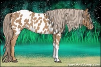 Horse Color:Palomino Appaloosa  and Palomino Appaloosa 