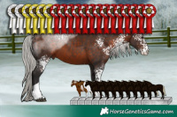 Horse Color:White Spotted Silver Brown Tobiano 