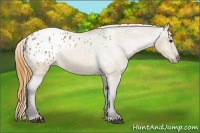Horse Color:Buckskin Dun Appaloosa 