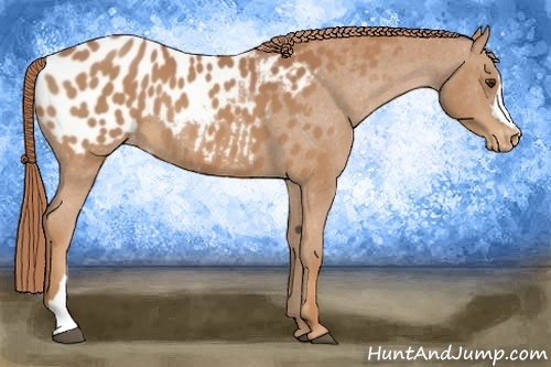 Horse Color:Chestnut Appaloosa 