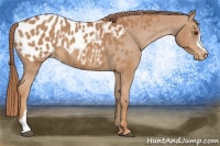 Horse Color:Chestnut Appaloosa
