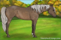 Horse Color:Silver Buckskin 