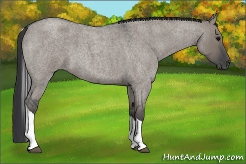 Horse Color:Grullo Roan Tobiano