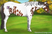 Horse Color:Bay Tobiano Appaloosa 