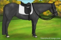 Horse Color:Smoky Black