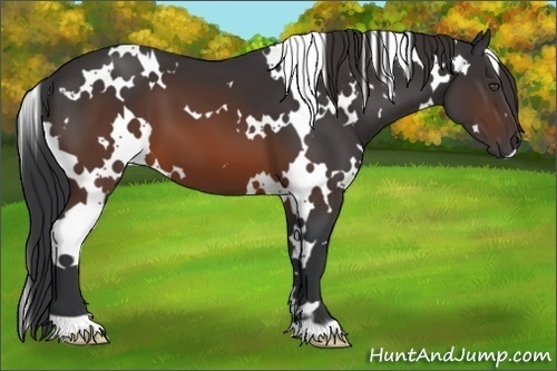 Horse Color:White Spotted Brown 