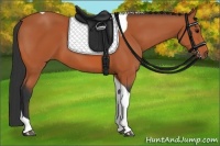 Horse Color:Bay Tobiano 