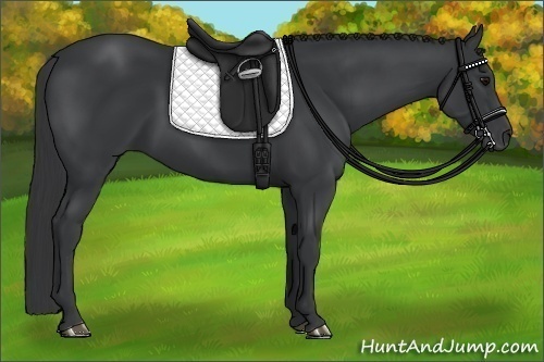 Horse Color:Black 