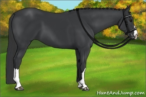 Horse Color:Black 