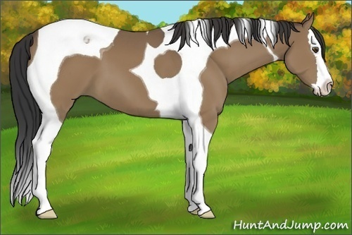Horse Color:Buckskin Splash Tobiano 
