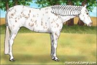 Horse Color:Palomino Appaloosa  and Gray Palomino Appaloosa 