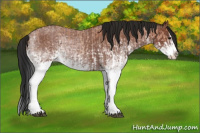 Horse Color:White Spotted Bay Roan Splash and Gray White Spotted Bay Roan Splash