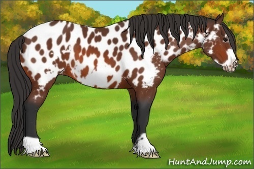 Horse Color:Bay Frame Appaloosa