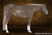 Horse Color:Chocolate Palomino 