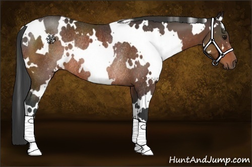 Horse Color:White Spotted Brown Rabicano 
