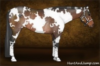 Horse Color:White Spotted Brown Rabicano 