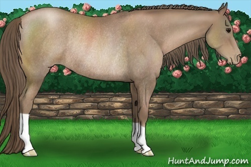 Horse Color:Black Pearl Rabicano 