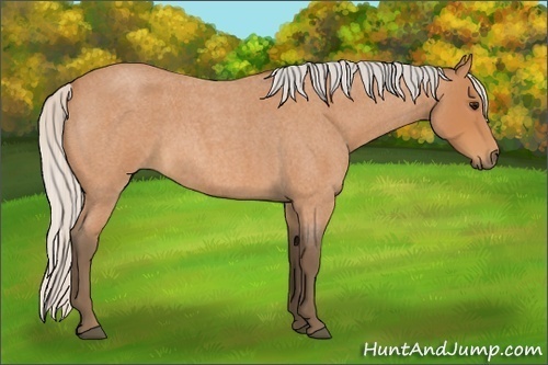 Horse Color:Silver Bay Roan 
