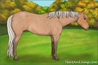 Horse Color:Silver Bay Roan 