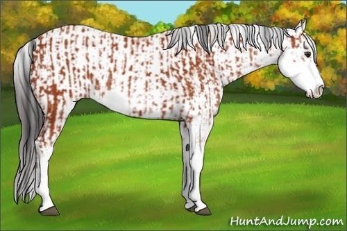 Horse Color:Bay Sabino Rabicano  and Bay Sabino Rabicano 
