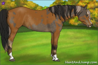 Horse Color:Chocolate Palomino Sabino Rabicano  and Gray Buckskin Sabino Rabicano 