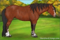 Horse Color:Bay Sabino Rabicano and Bay Sabino Rabicano