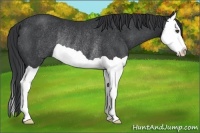 Horse Color:Black Splash Rabicano 