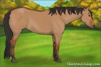 Horse Color:Bay Dun