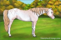 Horse Color:Watercolor Red Dun Onyx Appaloosa Rabicano 