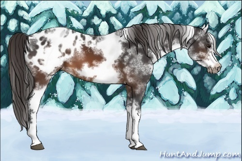 Horse Color:White Spotted Brown Splash Frame Appaloosa 