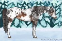 Horse Color:White Spotted Brown Splash Frame Appaloosa