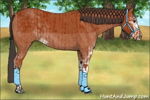 Horse Color:Bay Sabino Rabicano and Bay Sabino Rabicano