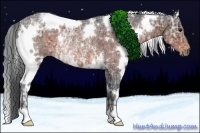 Horse Color:White Spotted Brown Ice Rabicano