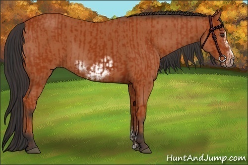 Horse Color:Bay Sabino Rabicano and Bay Sabino Frame Rabicano