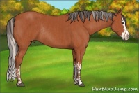 Horse Color:Silver Bay Sabino Rabicano and Bay Sabino Splash Rabicano