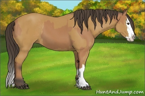 Horse Color:Buckskin Sabino Rabicano and Buckskin Sabino Splash Rabicano