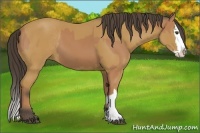 Horse Color:Buckskin Sabino Rabicano  and Buckskin Sabino Splash Rabicano 
