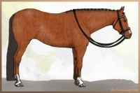 Horse Color:Bay Sabino Rabicano and Bay Sabino Rabicano