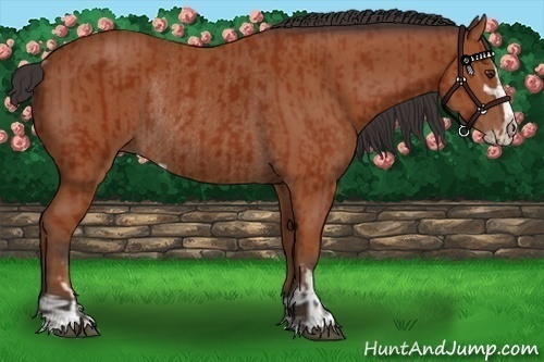 Horse Color:Bay Sabino Rabicano  and Bay Sabino Rabicano 