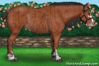 Horse Color:Bay Sabino Rabicano and Bay Sabino Rabicano
