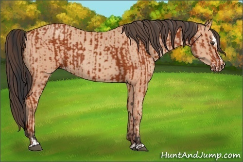 Horse Color:Bay Sabino Rabicano  and Amber Champagne Sabino Rabicano 