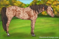 Horse Color:Bay Sabino Rabicano  and Amber Champagne Sabino Rabicano 
