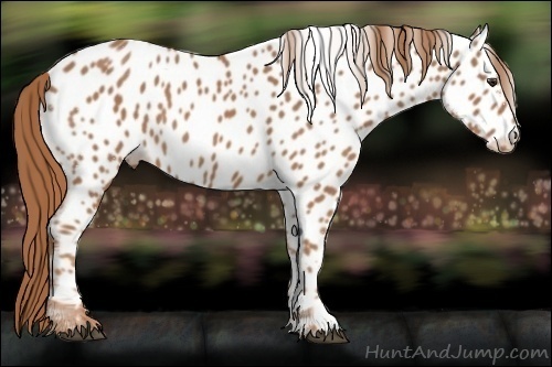 Horse Color:Chestnut Near Leopard