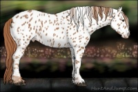Horse Color:Chestnut Near Leopard 
