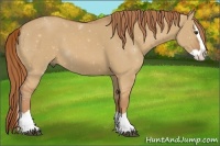 Horse Color:Red Dun Splash