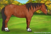 Horse Color:Bay Sabino Rabicano and Bay Sabino