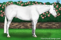 Horse Color:White Spotted Chocolate Palomino Pearl Frame Appaloosa