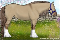 Horse Color:Liver Red Dun 