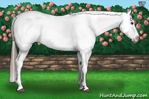 Horse Color:Liver Chestnut Ice Appaloosa 