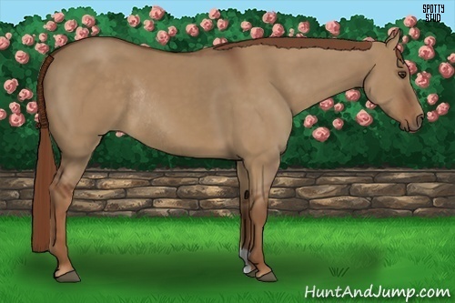 Horse Color:Red Dun Rabicano 
